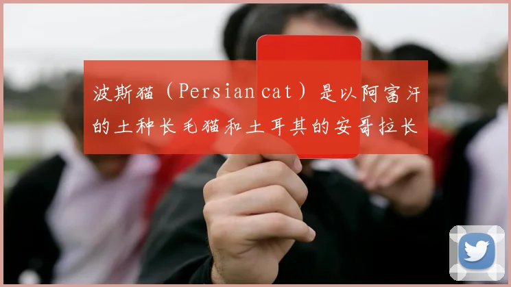 波斯猫（Persian cat）是以阿富汗的土种长毛猫和土耳其的安哥拉长毛猫为基础